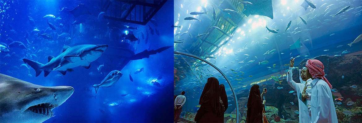 Dubai Mall Aquarium & Underwater Zoo (Regular)