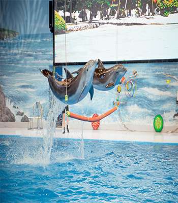 Dubai Dolphinarium – Dolphin & Seal Show – VIP