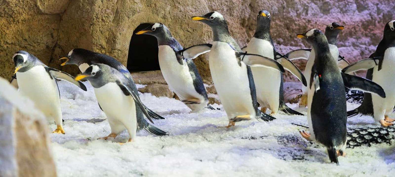 Dubai Aquarium And Penguin Encounter