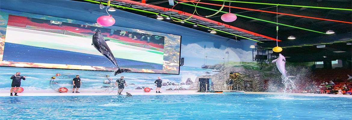 Dubai Dolphinarium – Dolphin & Seal Show – VIP