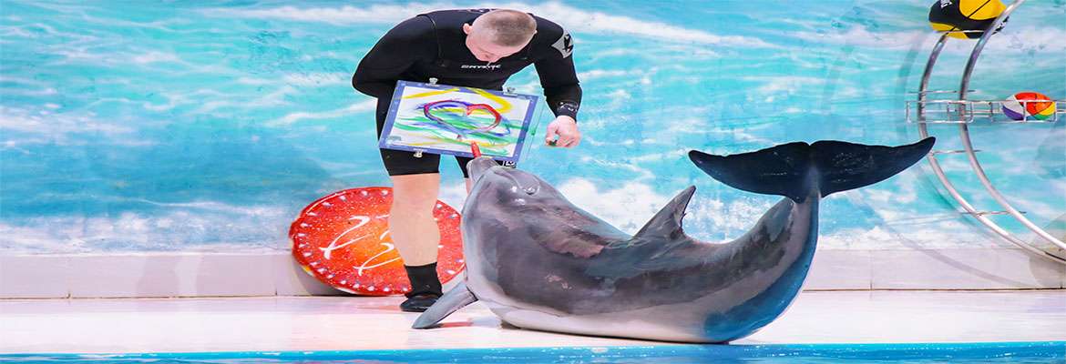 Dubai Dolphinarium – Dolphin & Seal Show – VIP