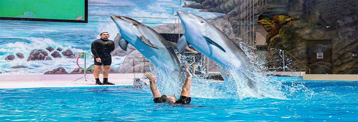 Dubai Dolphinarium – Dolphin & Seal Show – VIP