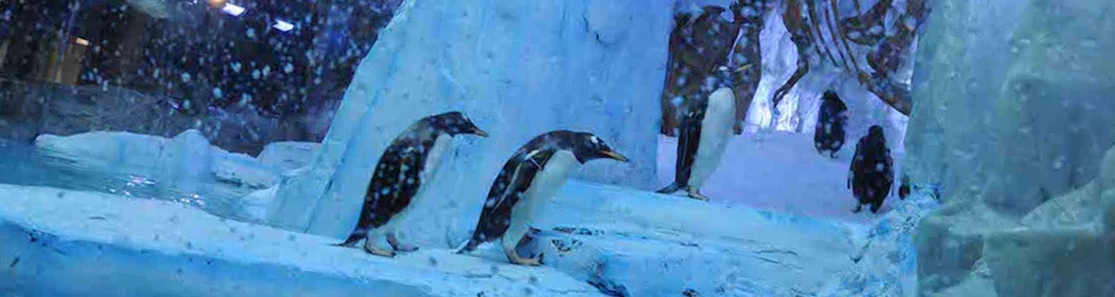 Dubai Aquarium And Penguin Encounter